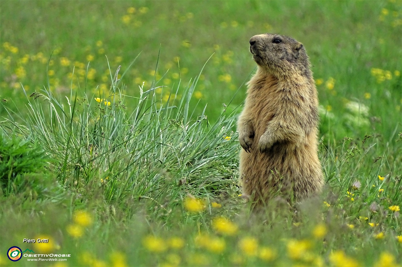 07 La marmotta in sentinella tra il verde dell'erba .JPG